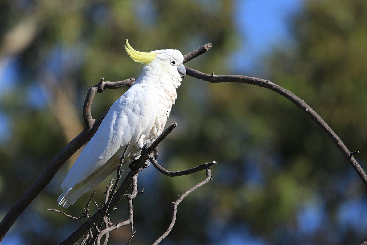 Sulphur-crested Cockatoo - ML646822883