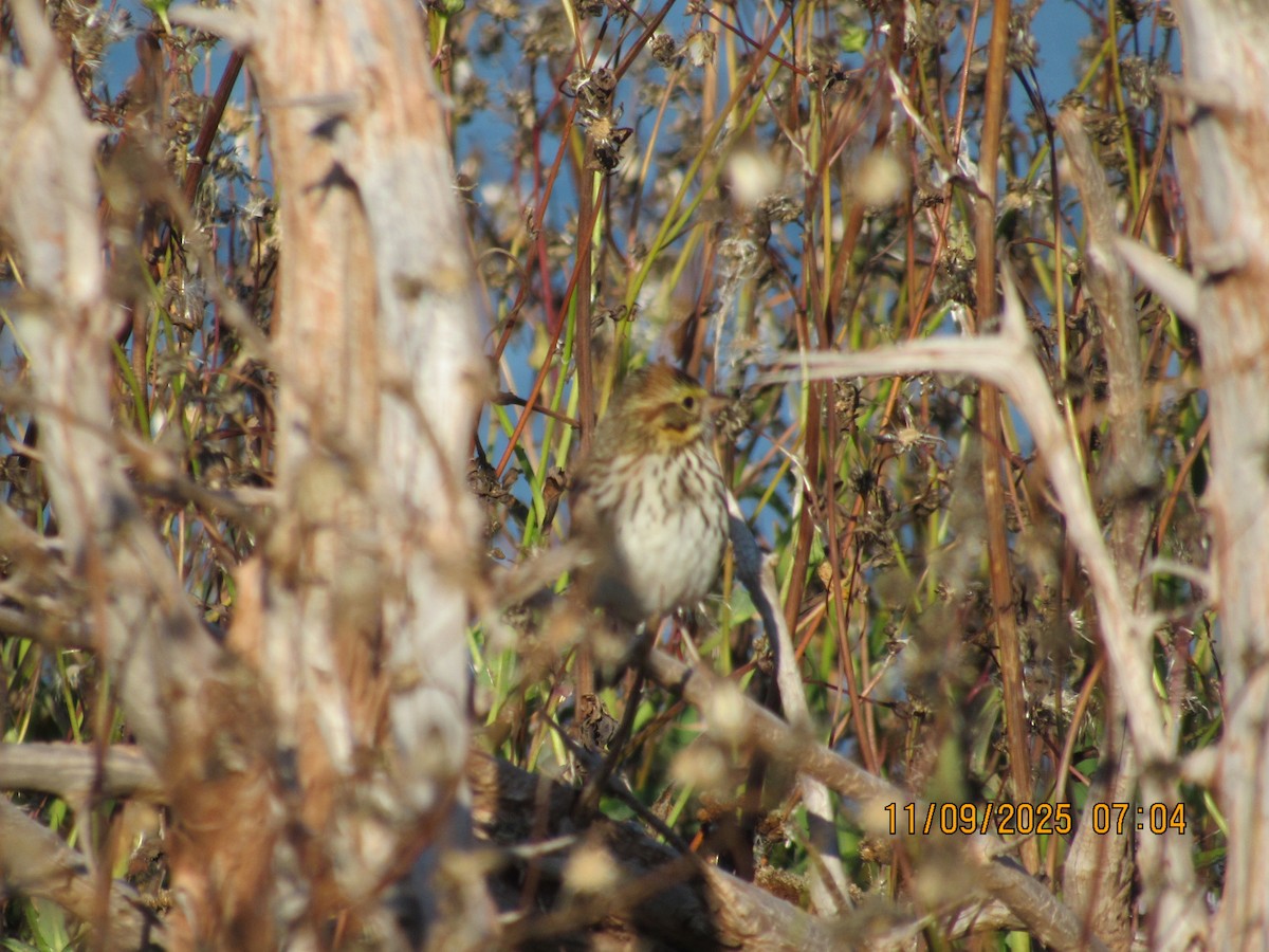 Savannah Sparrow - ML646822891