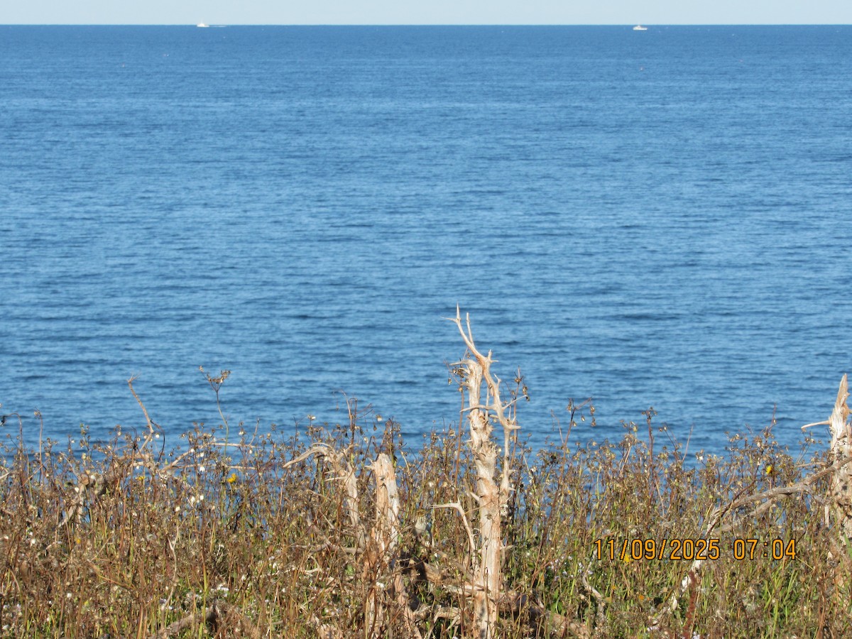 Savannah Sparrow - ML646822892