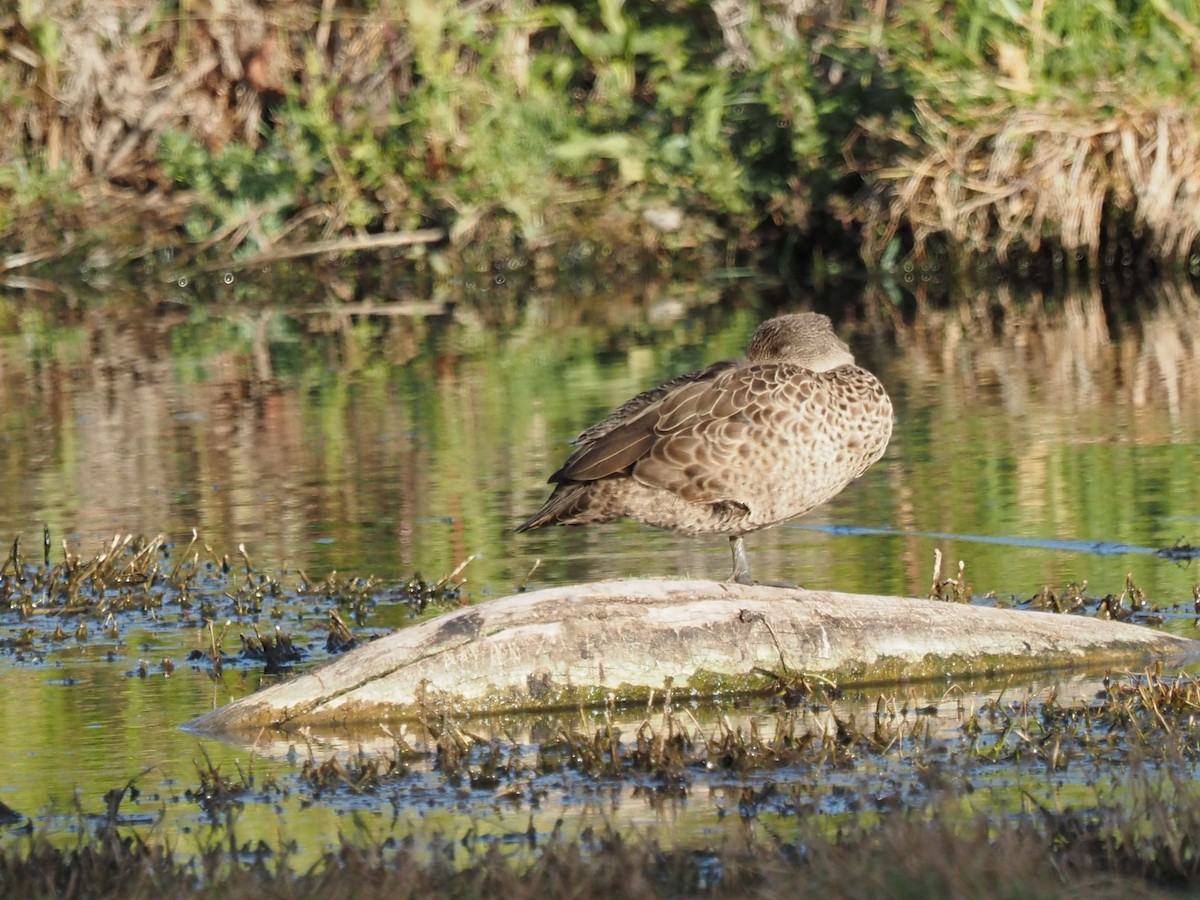 Gray Teal - ML646822893