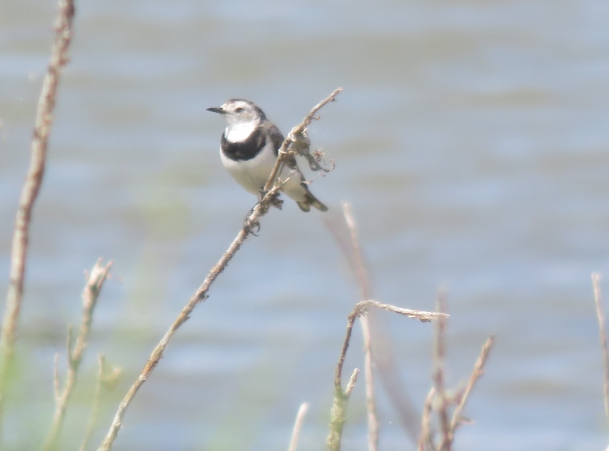 Alaca Çayır Balkuşu - ML646822894