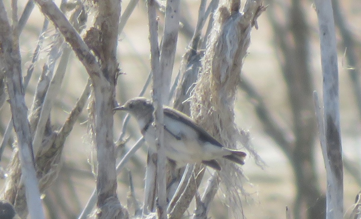 Alaca Çayır Balkuşu - ML646822895