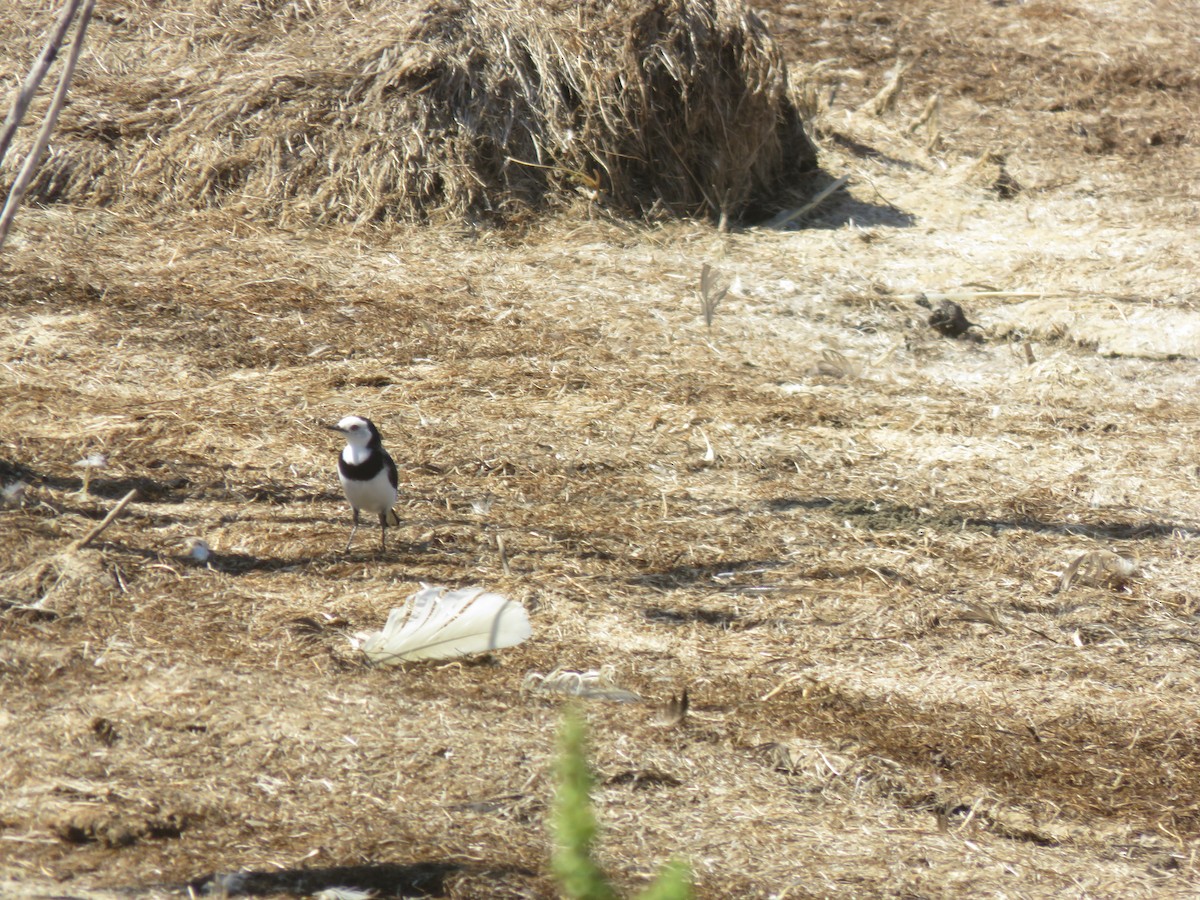 Alaca Çayır Balkuşu - ML646822896