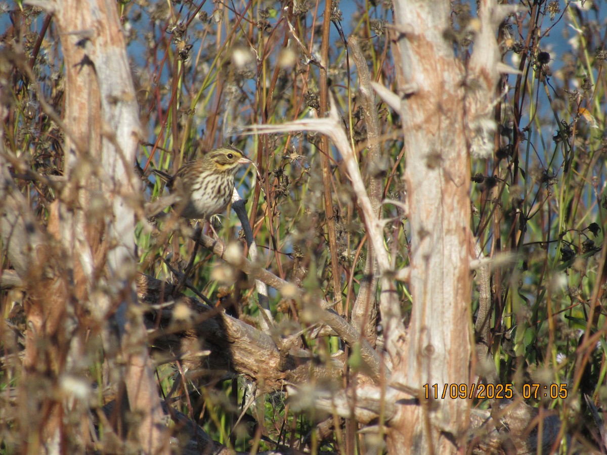 Savannah Sparrow - ML646822897