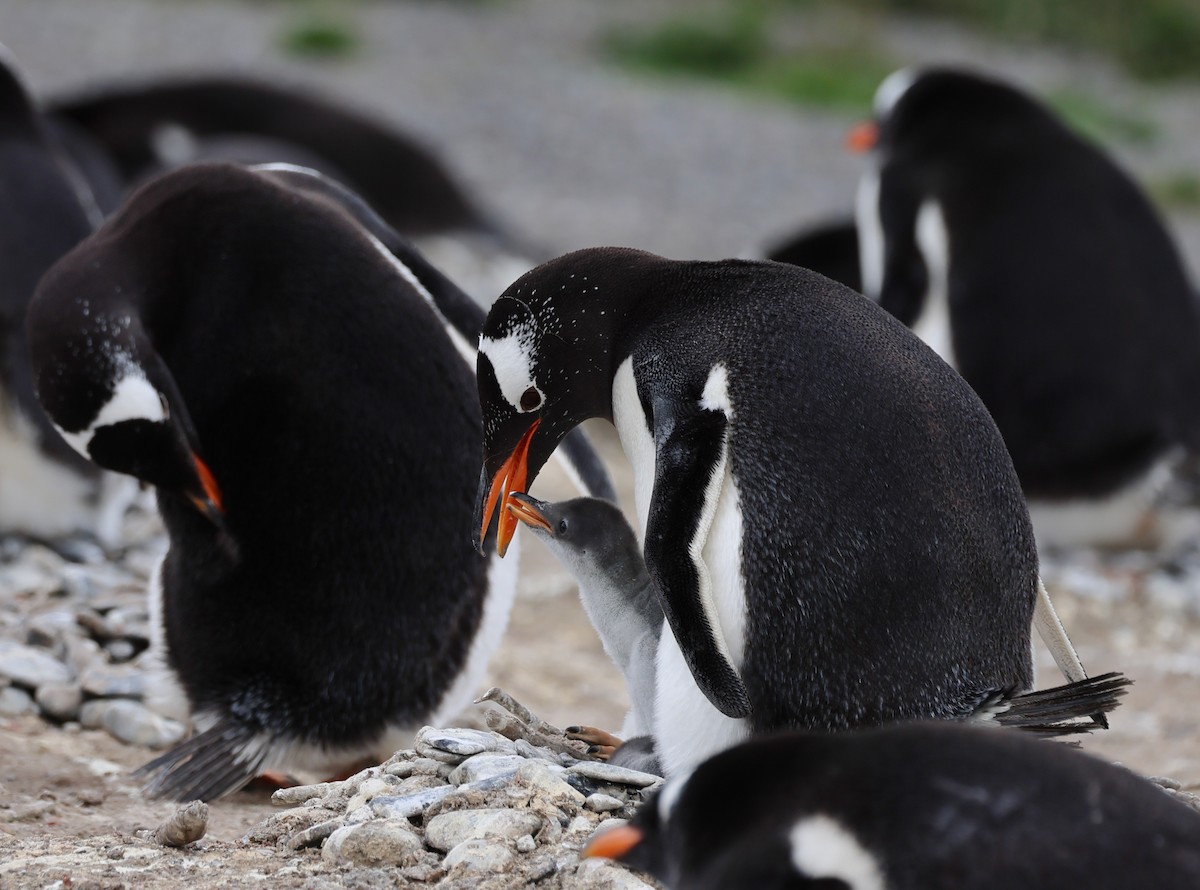 Gentoo Penguin - ML646822898