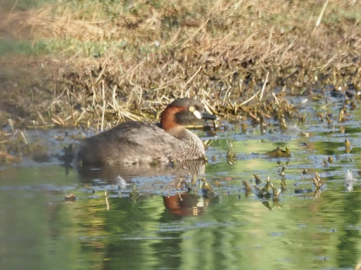 Australasian Grebe - ML646822899