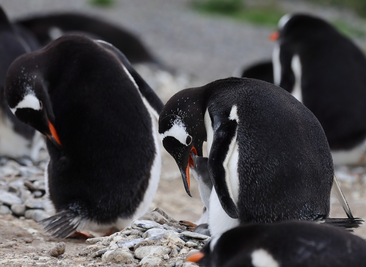 Gentoo Penguin - ML646822901