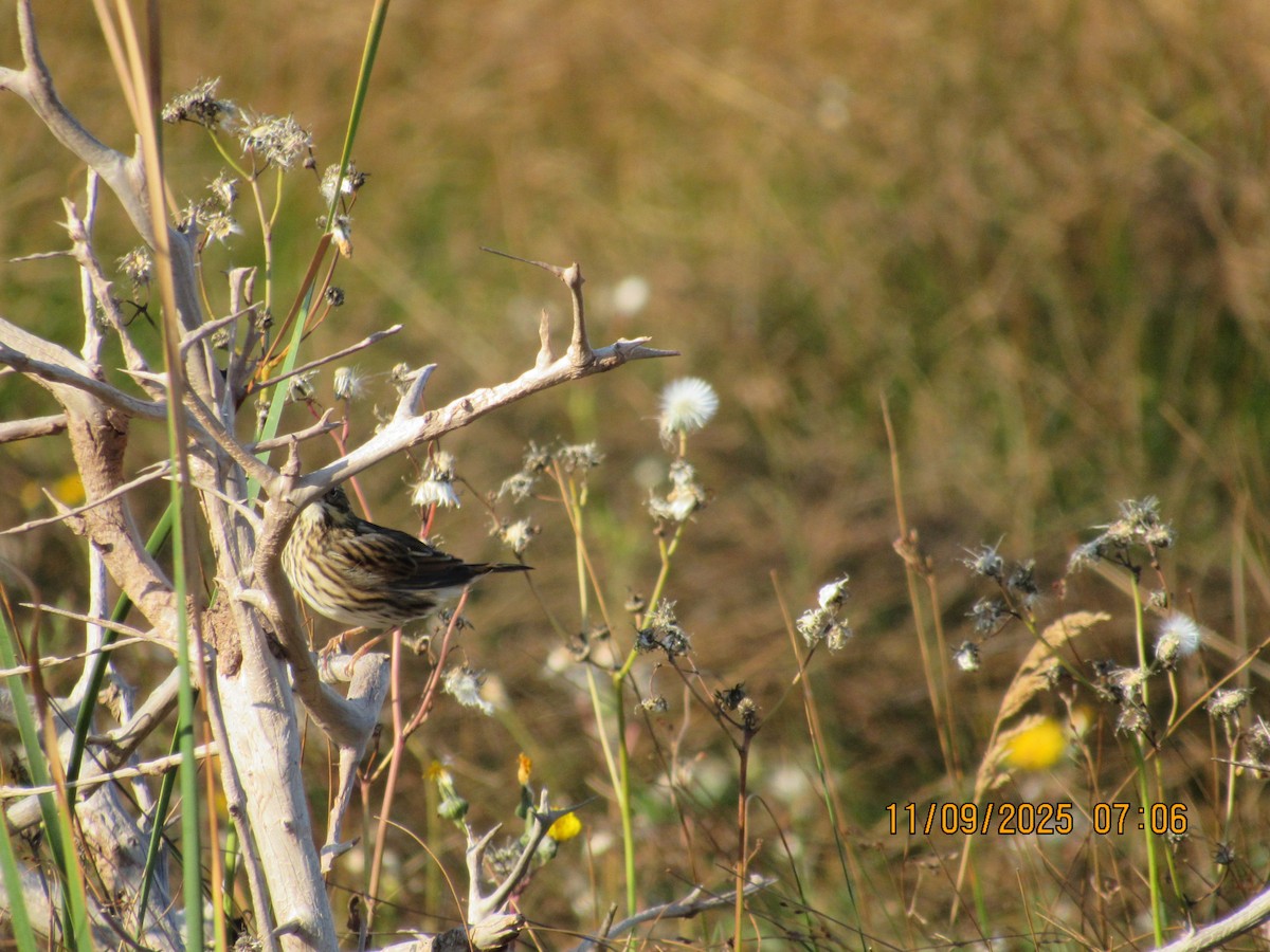 Savannah Sparrow - ML646822902