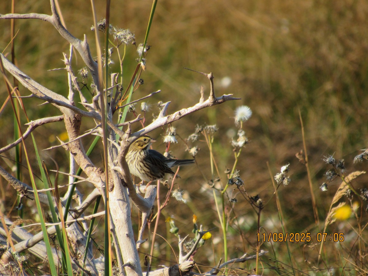 Savannah Sparrow - ML646822904