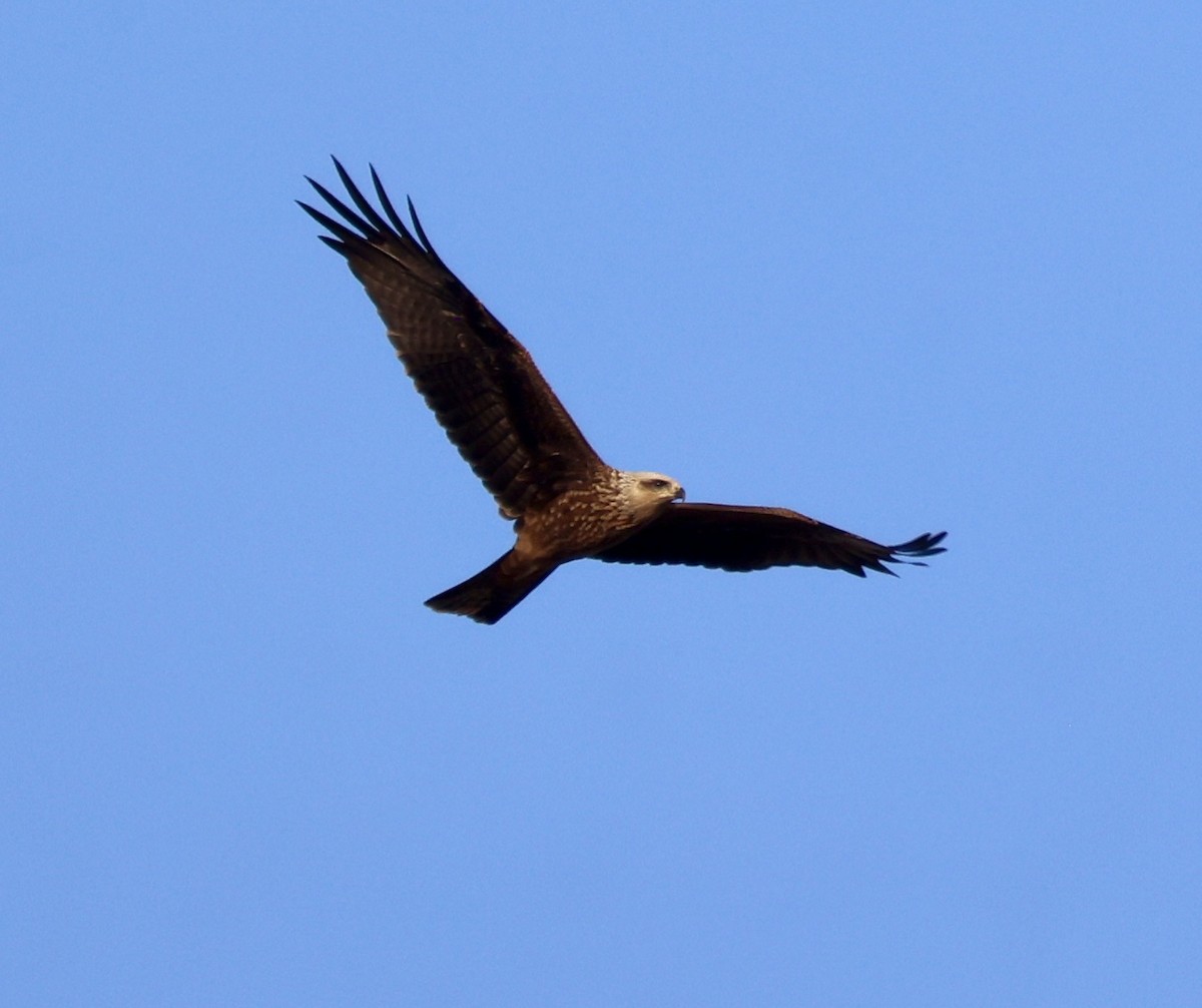 svartglente - ML646822906