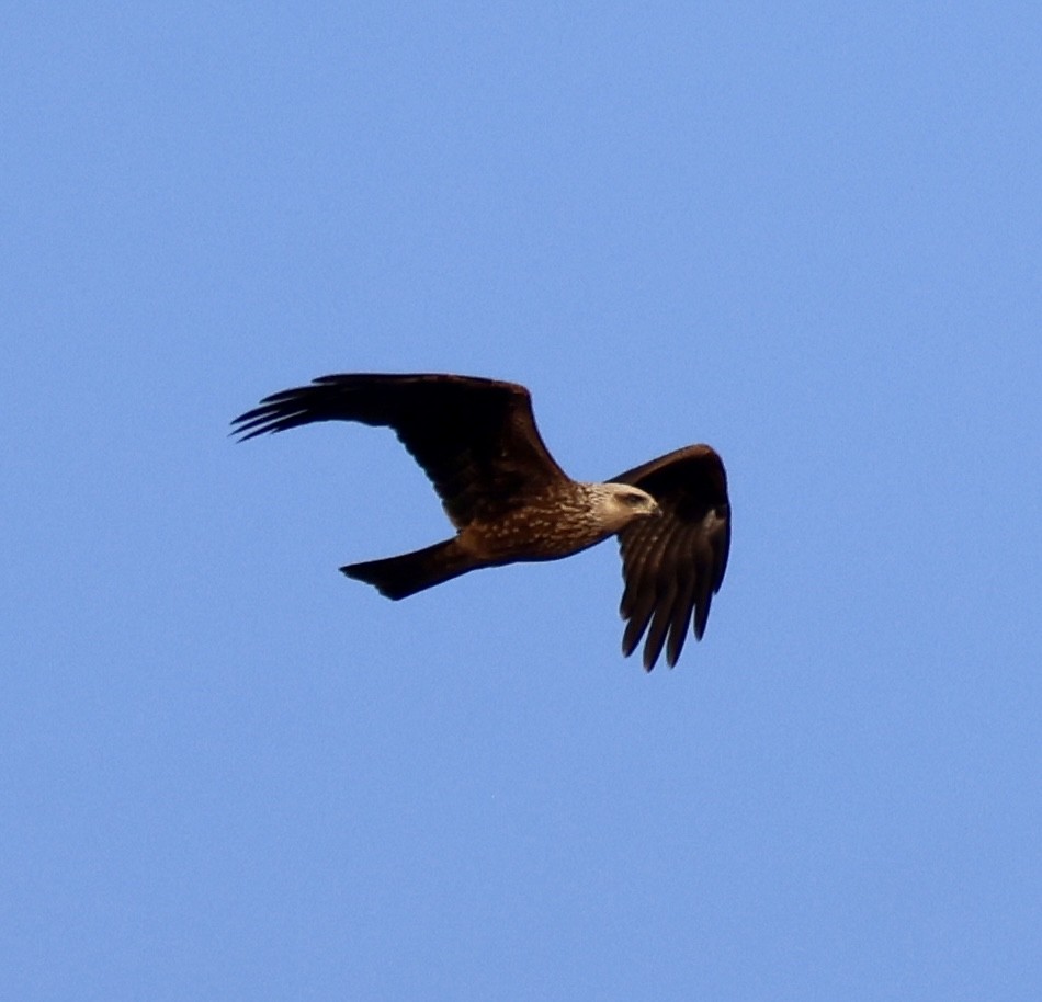 svartglente - ML646822907