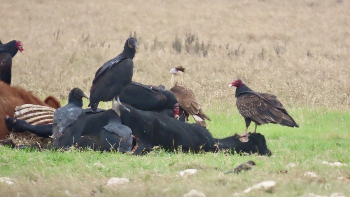 Black Vulture - ML646822908