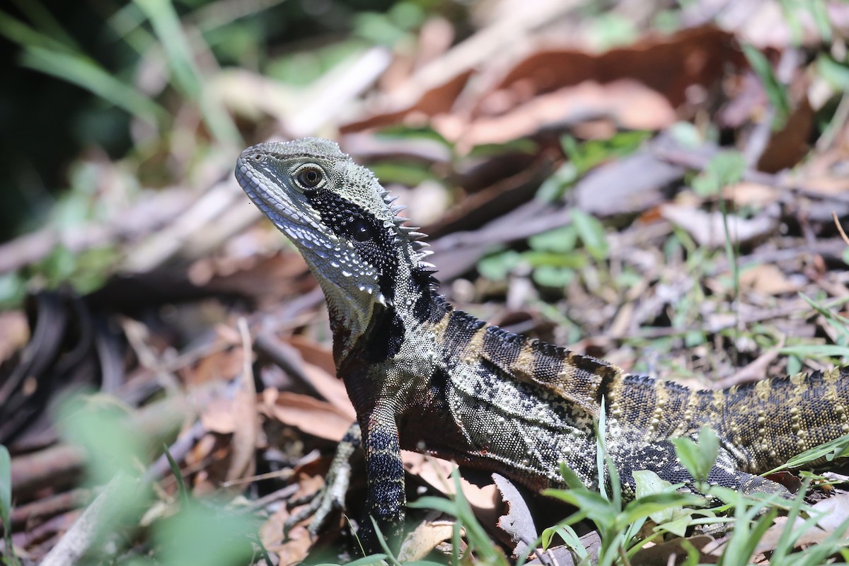 Eastern Water Dragon - ML646822909