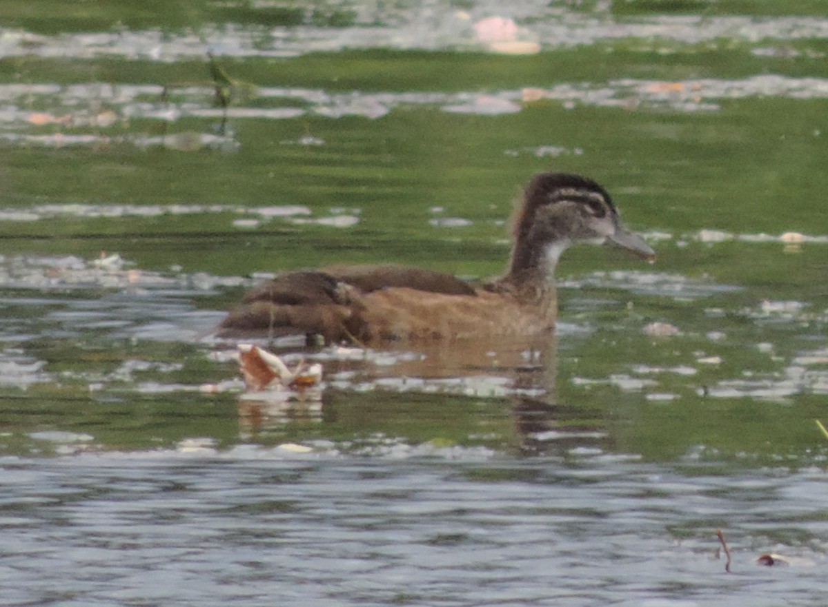 Wood Duck - Rich Brown