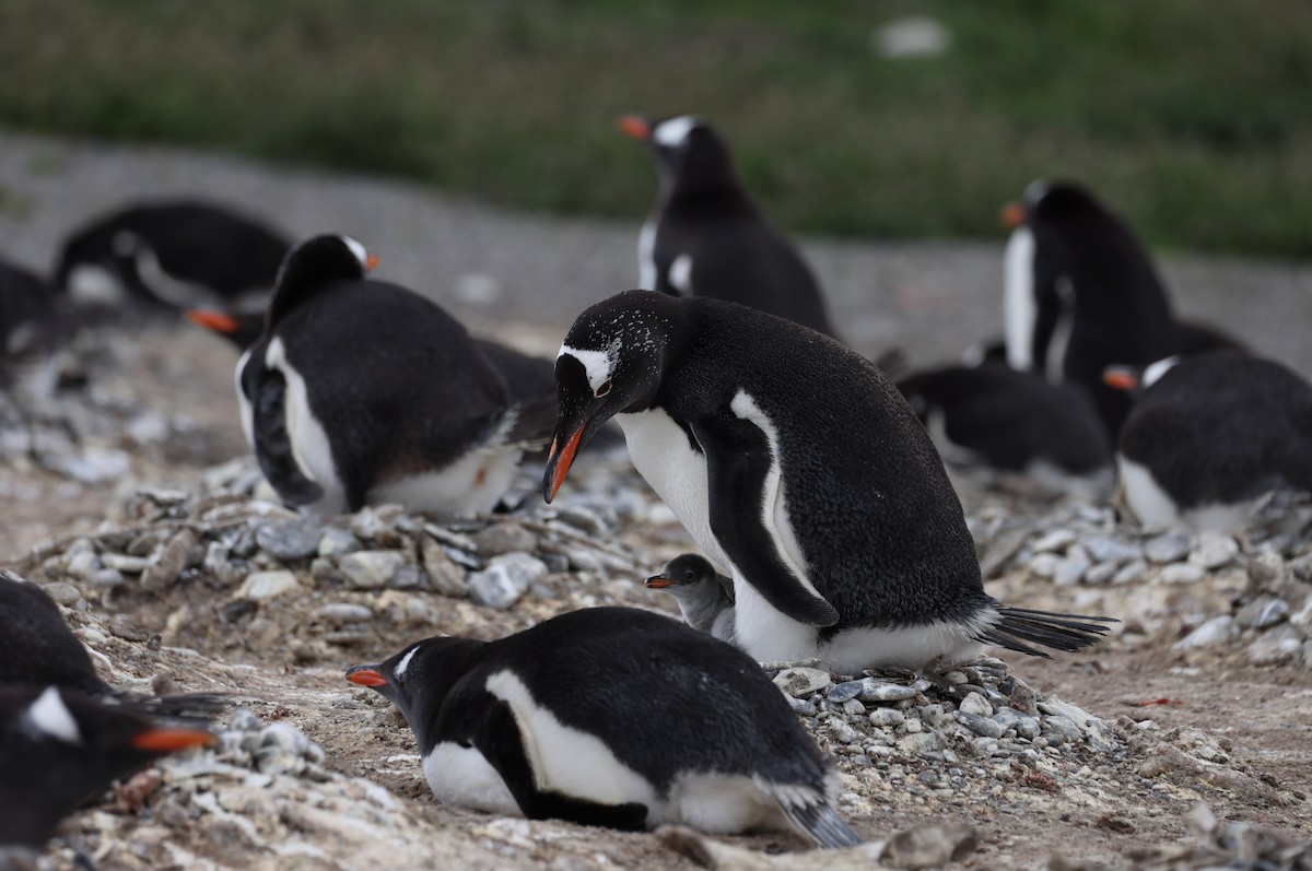 Gentoo Penguin - ML646822910