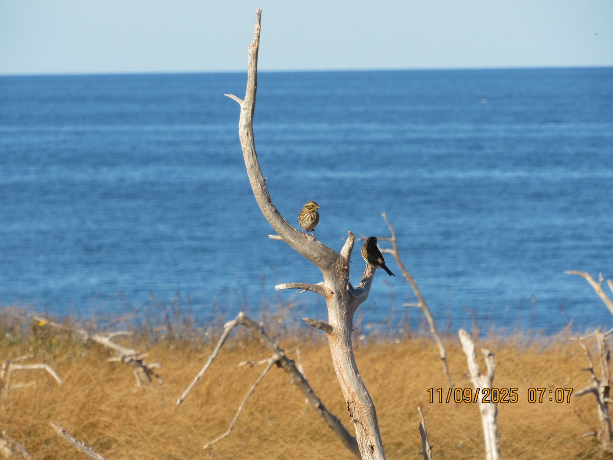 Savannah Sparrow - ML646822911