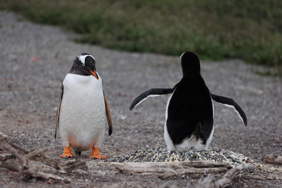 Gentoo Penguin - ML646822912