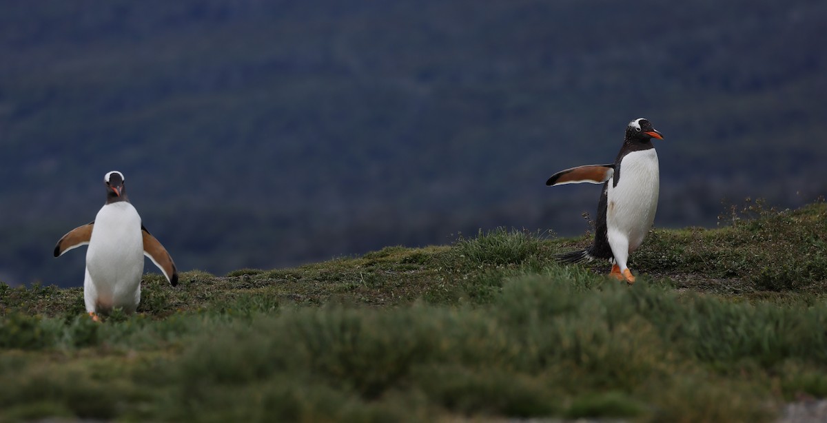 Gentoo Penguin - ML646822913