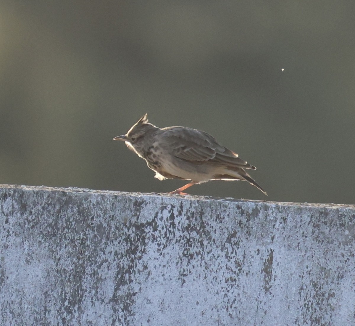 topplerke - ML646822915