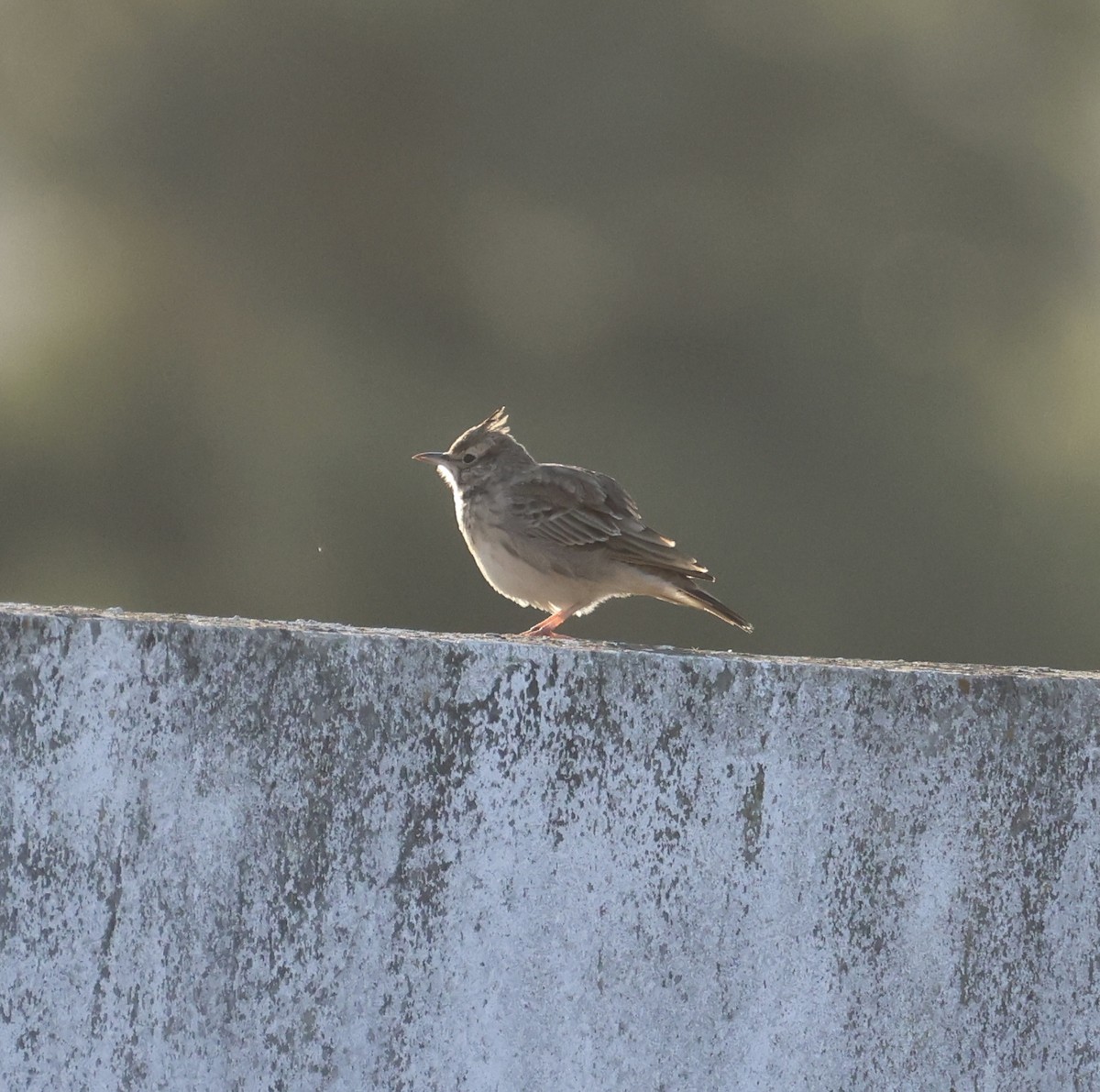 topplerke - ML646822916