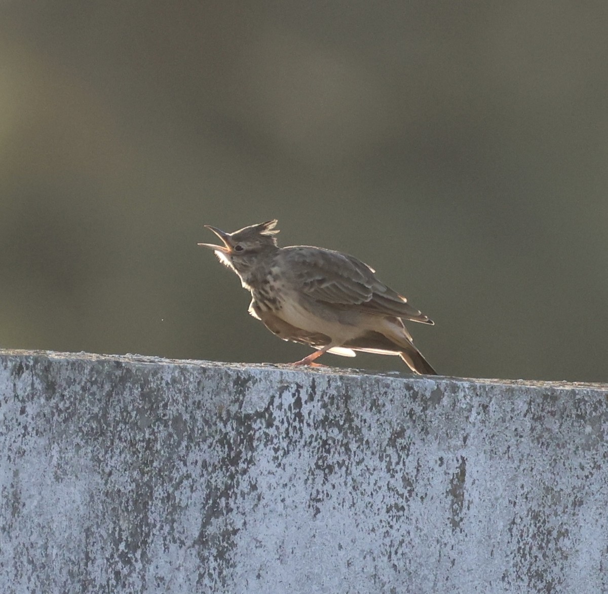 topplerke - ML646822917