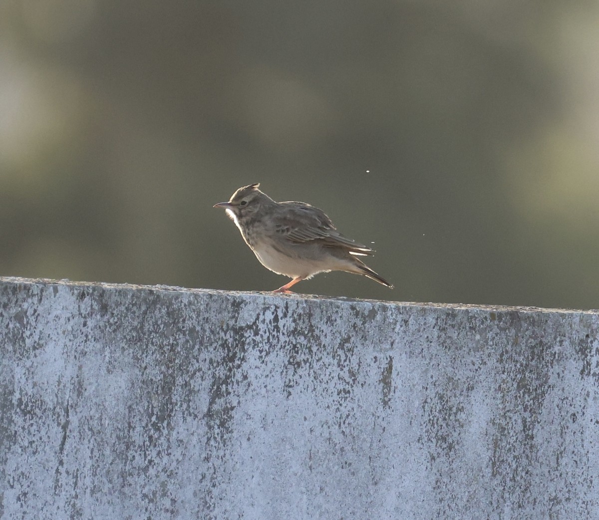 topplerke - ML646822918