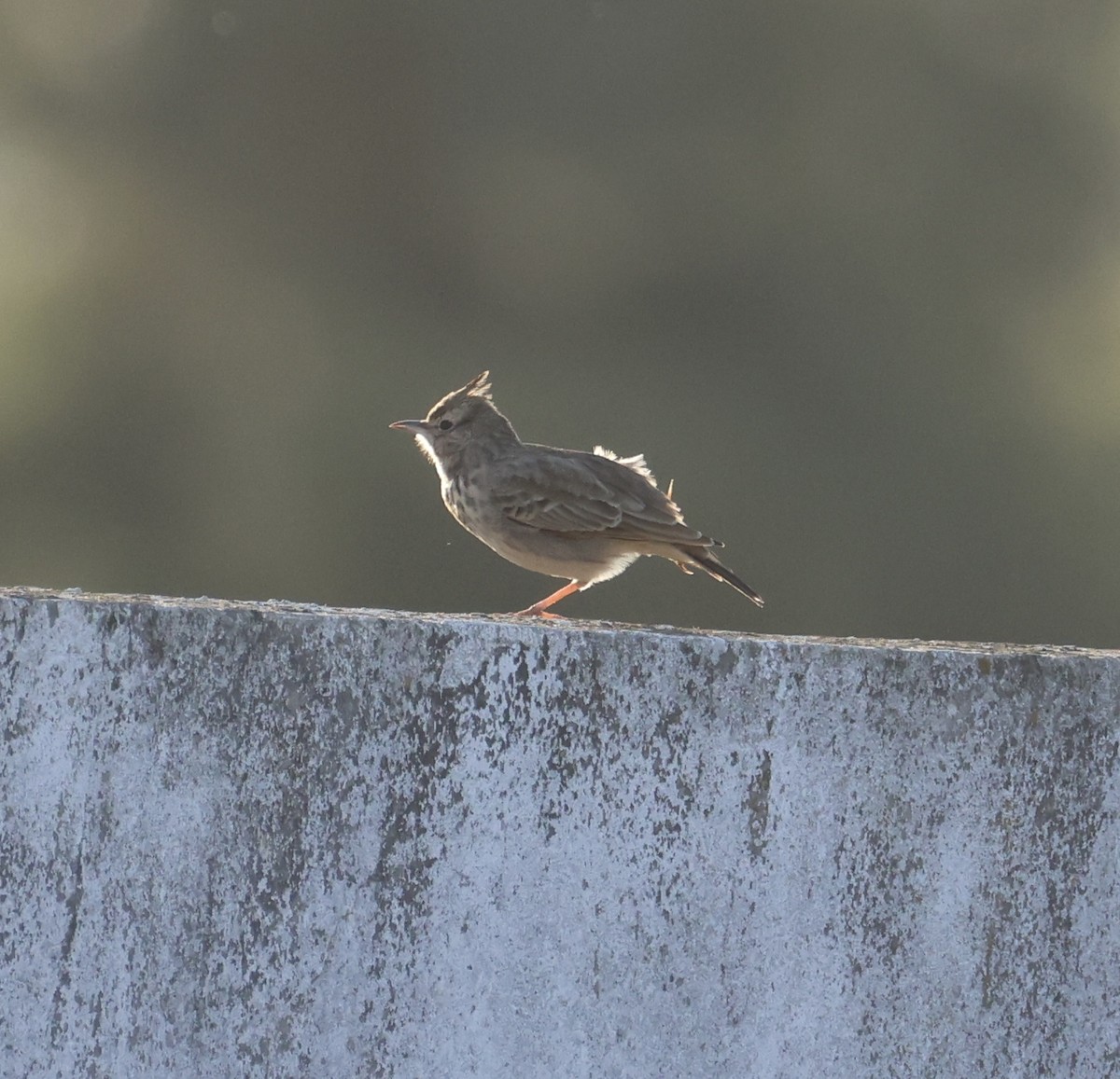 topplerke - ML646822919