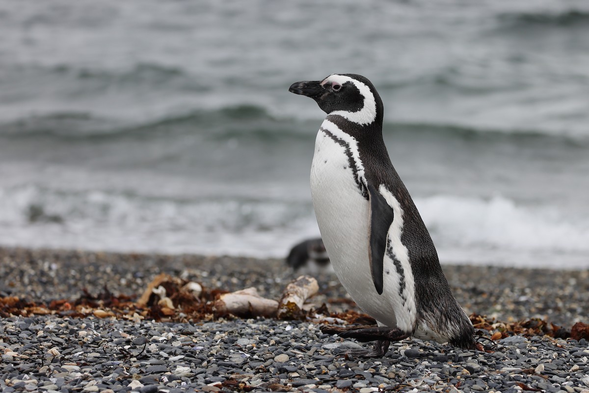 Magellanpinguin - ML646822923