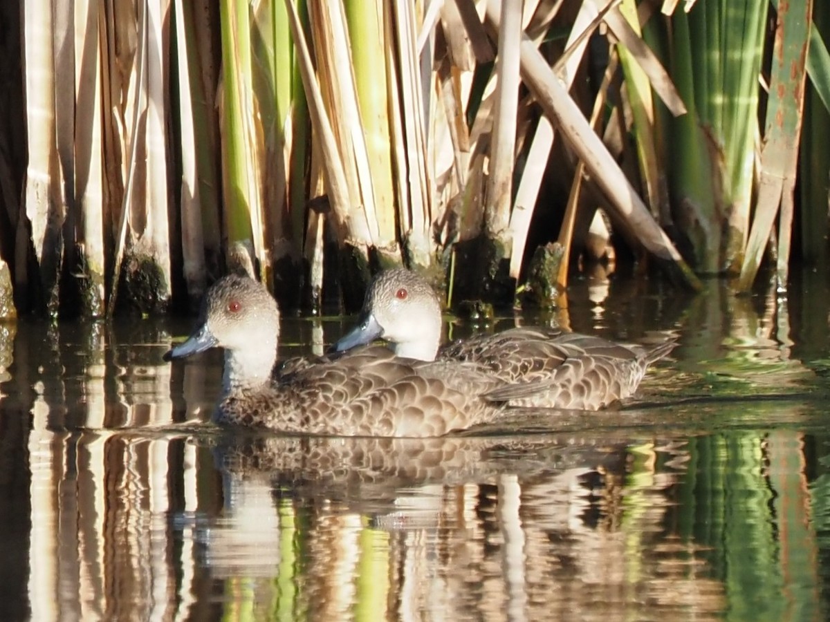 Gray Teal - ML646822925