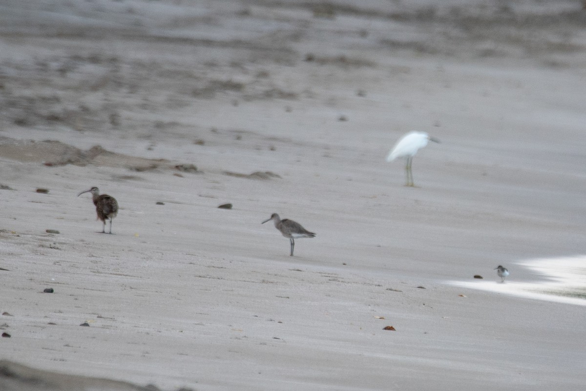 Willet - ML646822926