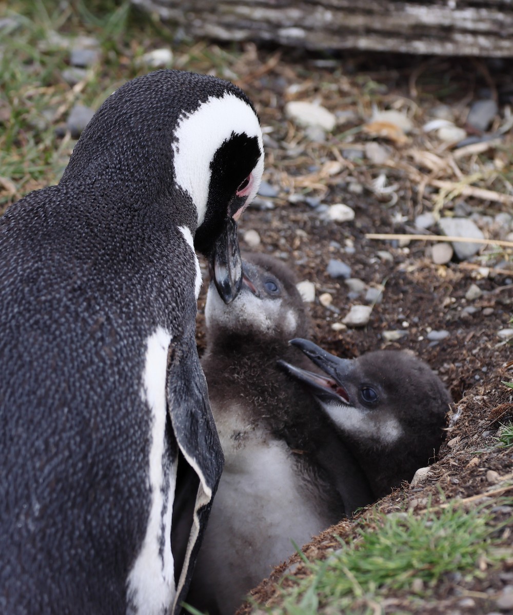 Magellanpinguin - ML646822927