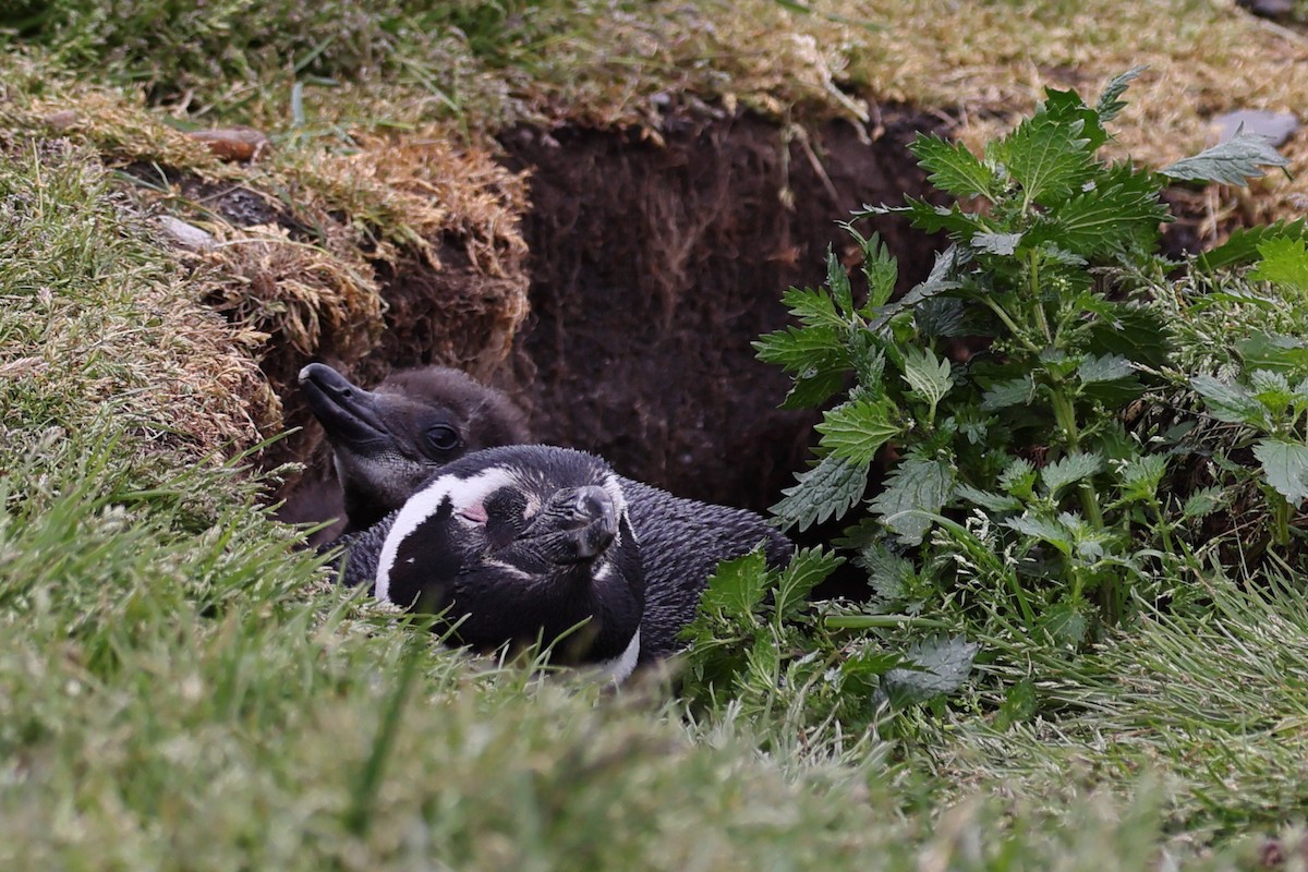 Magellanpinguin - ML646822928