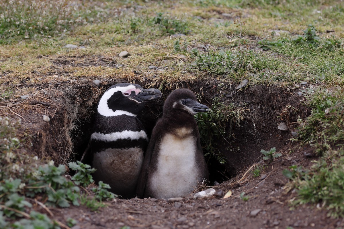 Magellanpinguin - ML646822933