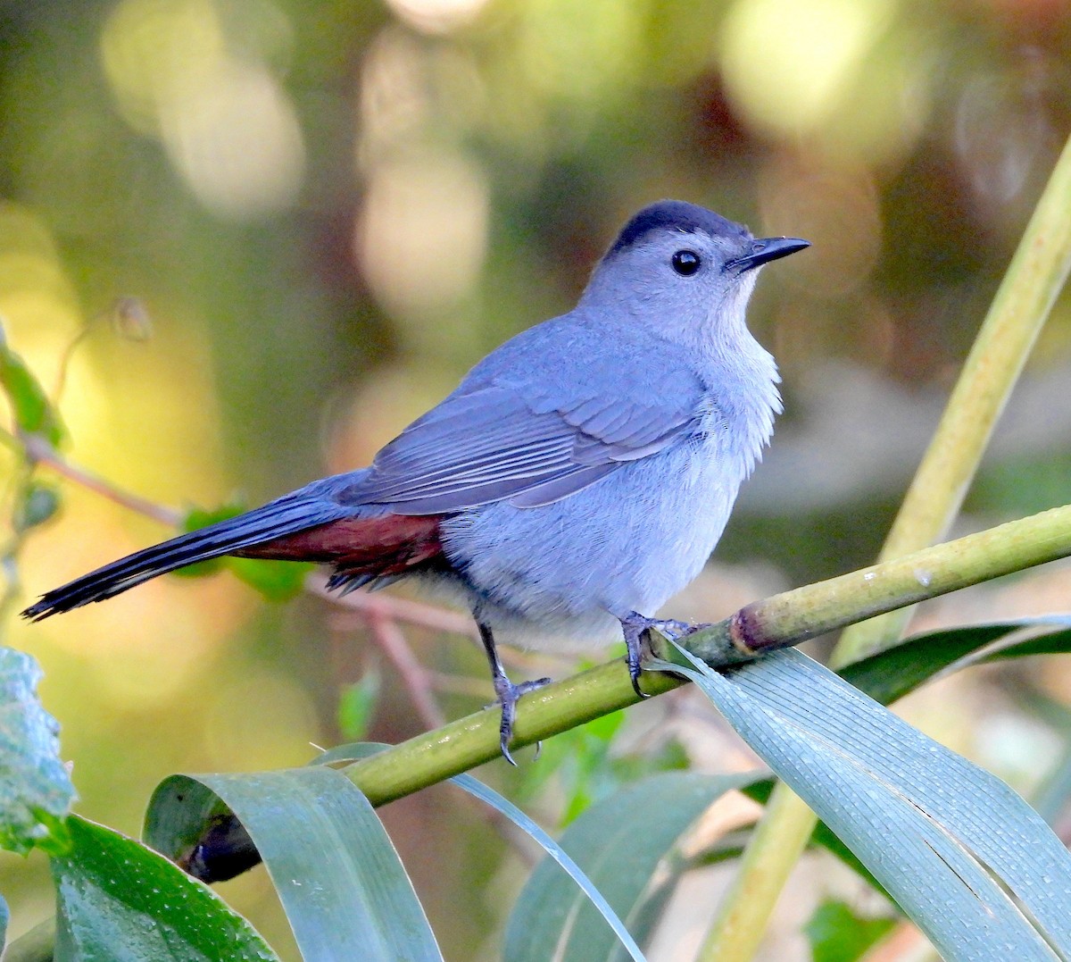 Gri Kedikuşu - ML646822940