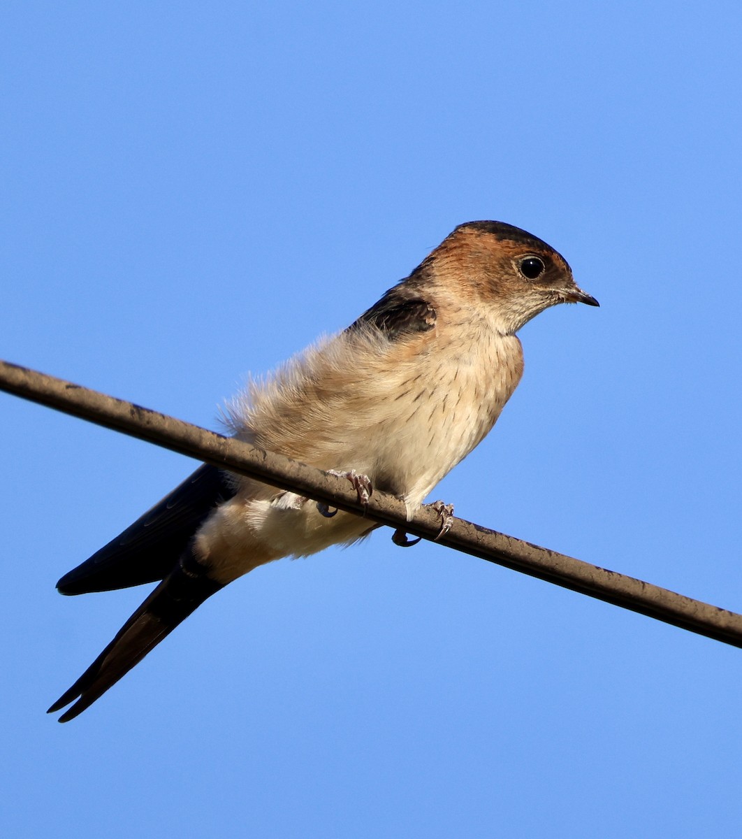 Рыжепоясничная ласточка - ML646822941