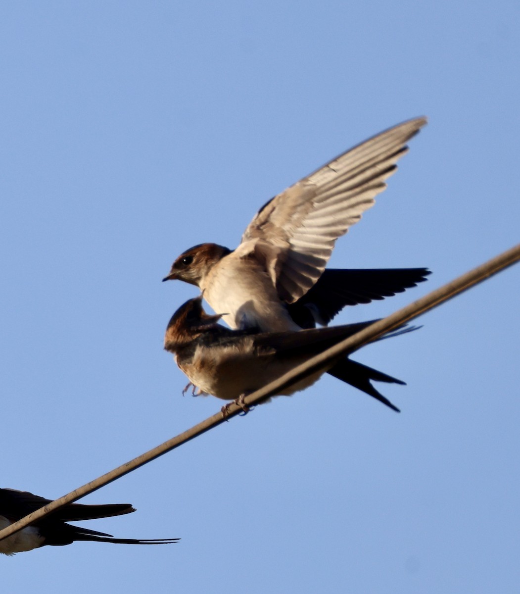 Рыжепоясничная ласточка - ML646822942