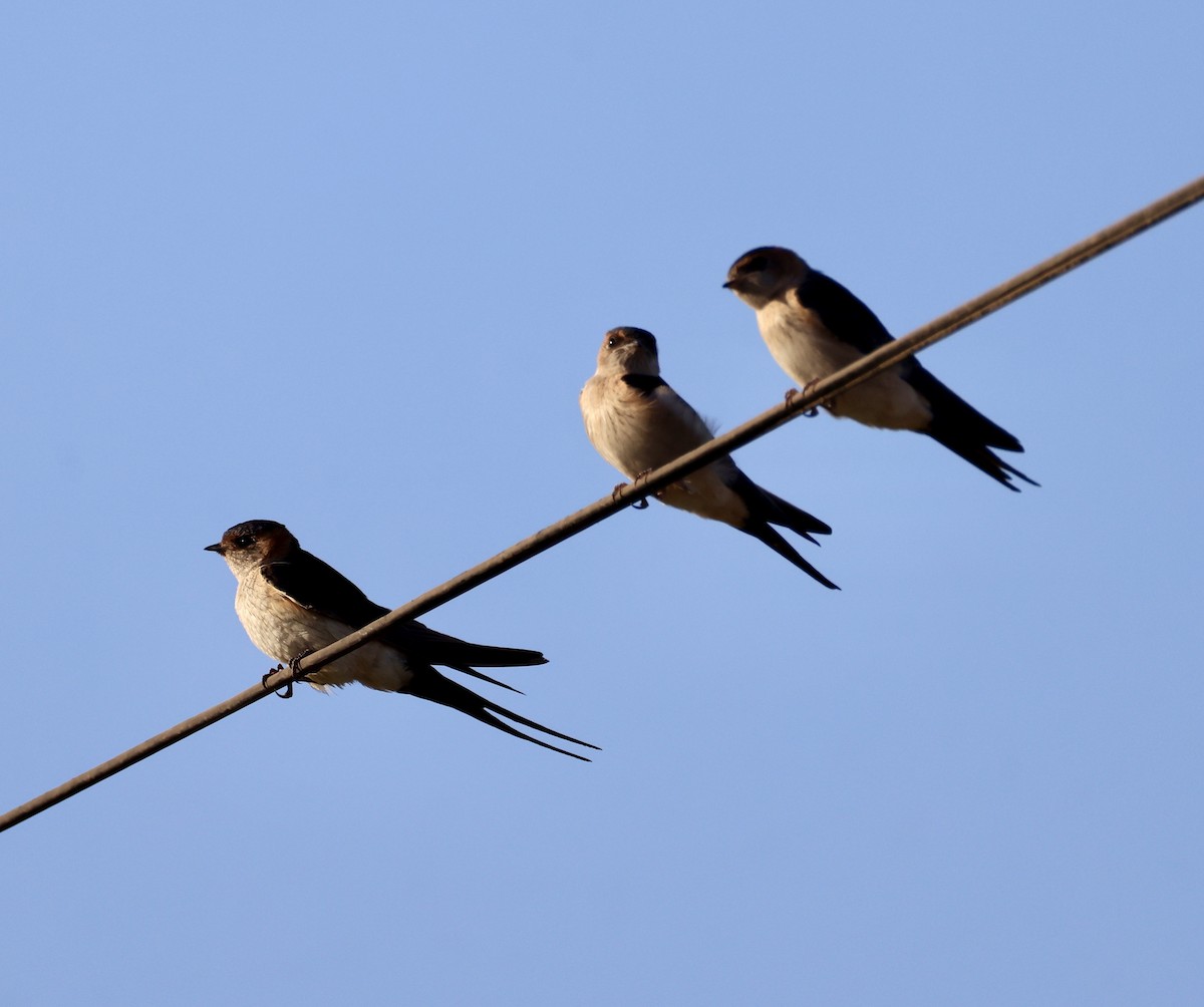 Рыжепоясничная ласточка - ML646822943