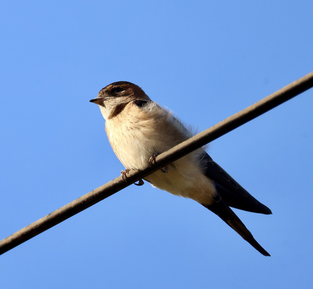 Рыжепоясничная ласточка - ML646822944