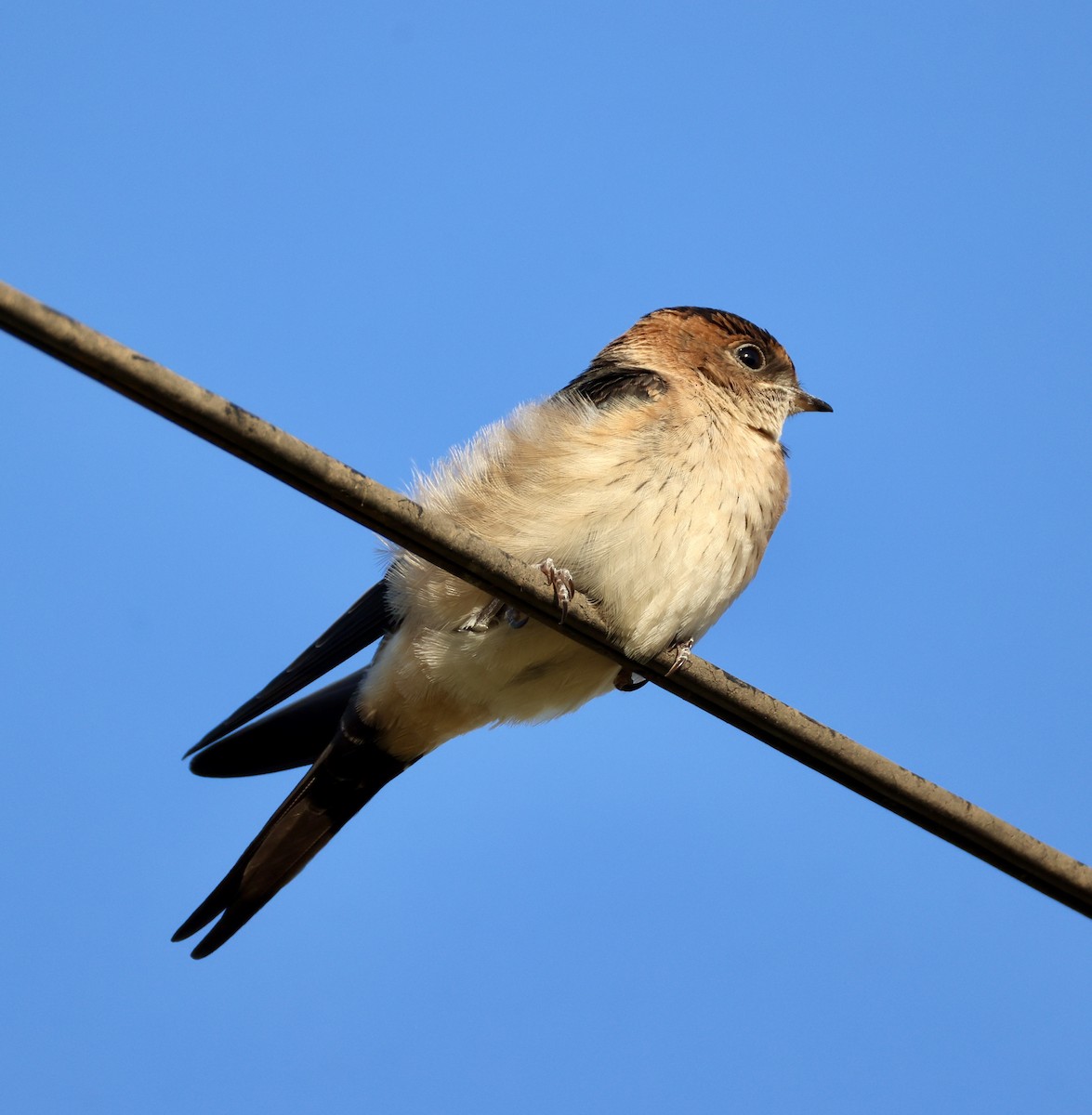 Рыжепоясничная ласточка - ML646822945