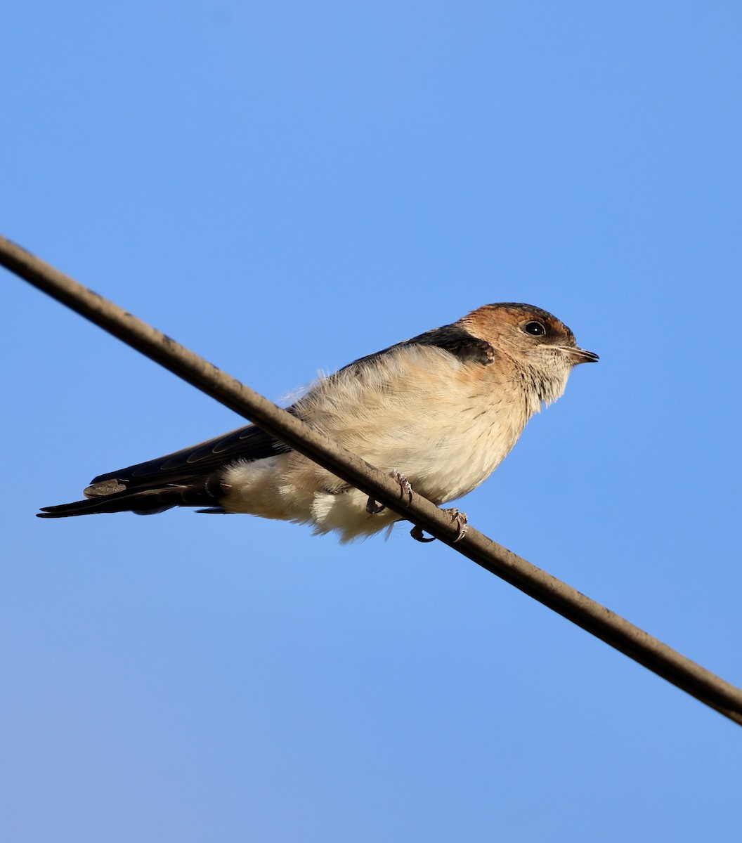 Рыжепоясничная ласточка - ML646822946