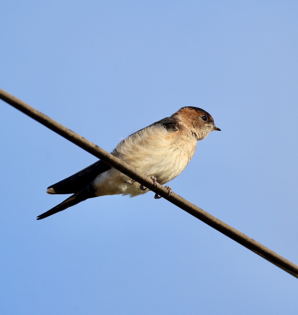 Рыжепоясничная ласточка - ML646822947