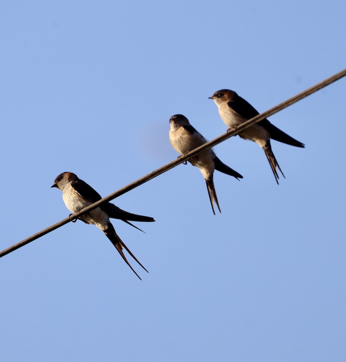 Рыжепоясничная ласточка - ML646822948