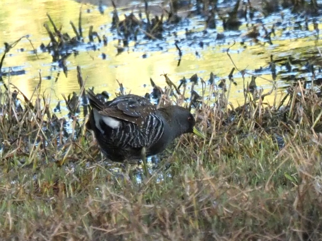 Australian Crake - ML646822949