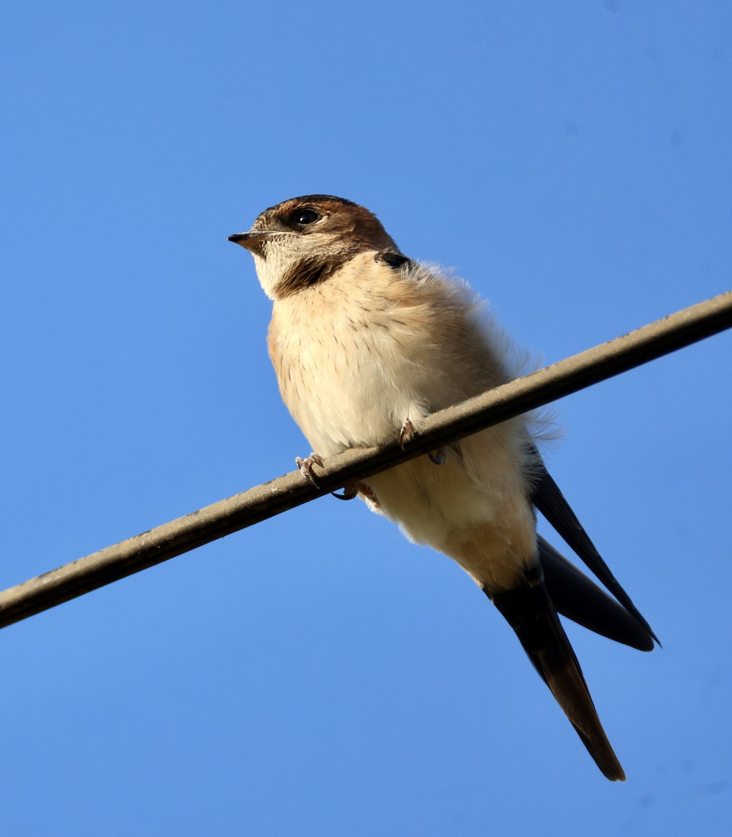 Рыжепоясничная ласточка - ML646822950