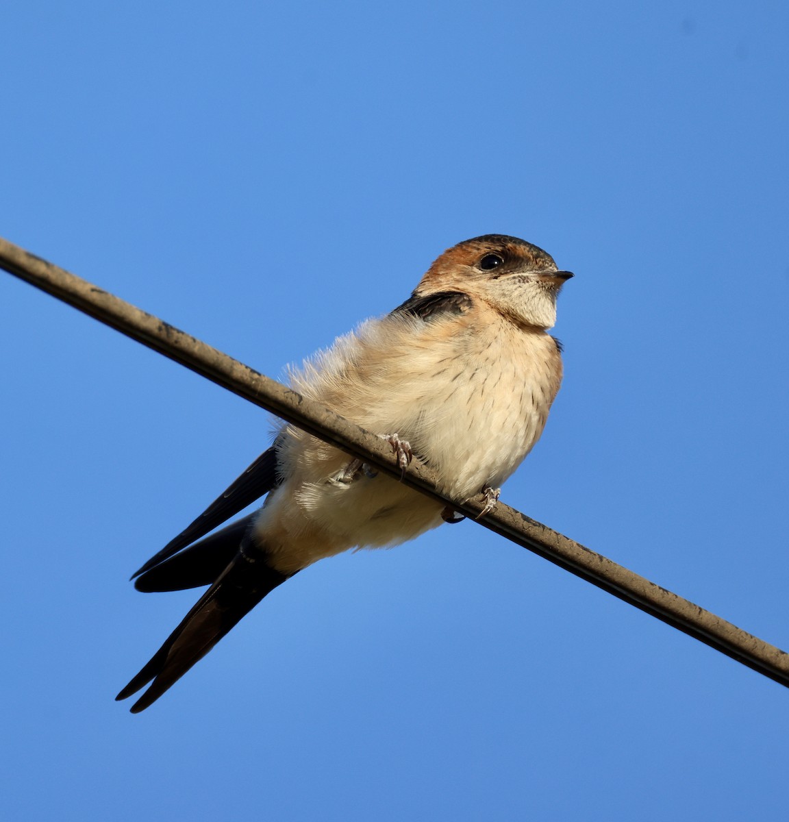 Рыжепоясничная ласточка - ML646822951