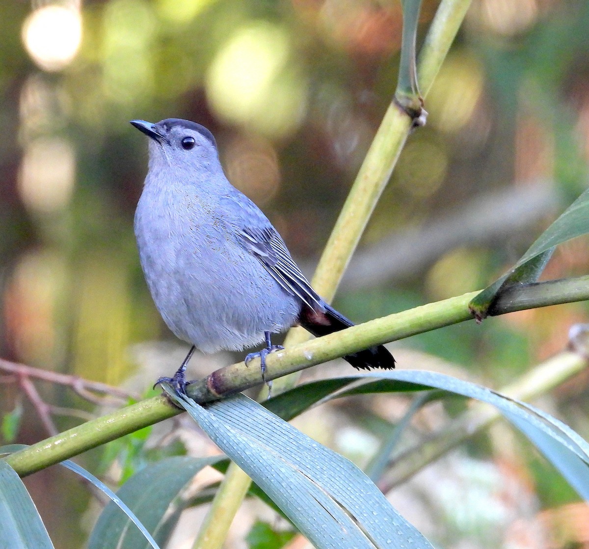 Gri Kedikuşu - ML646822953