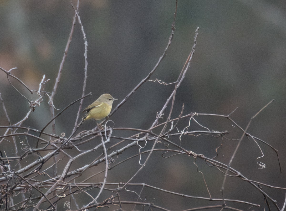 Orange-crowned Warbler - ML646822954