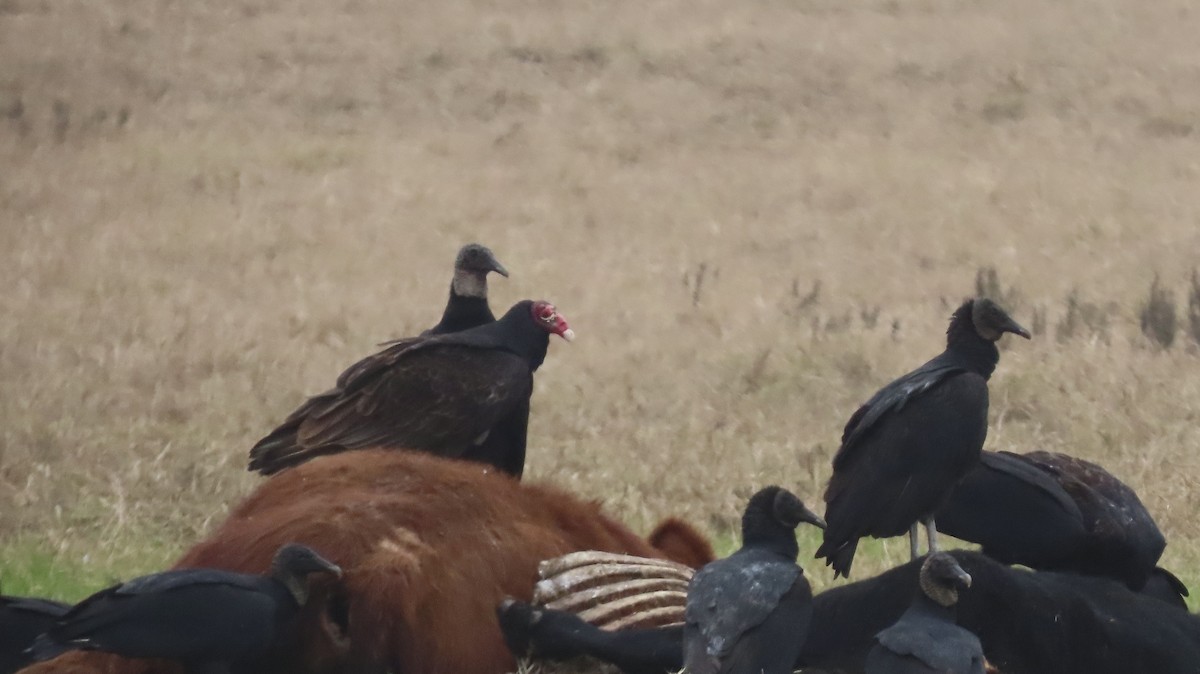 Turkey Vulture - ML646822955