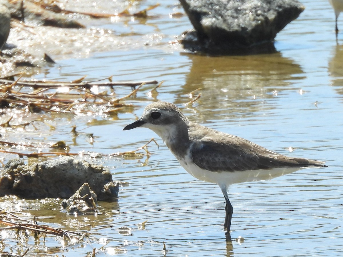 Tibet Cılıbıtı - ML646822956