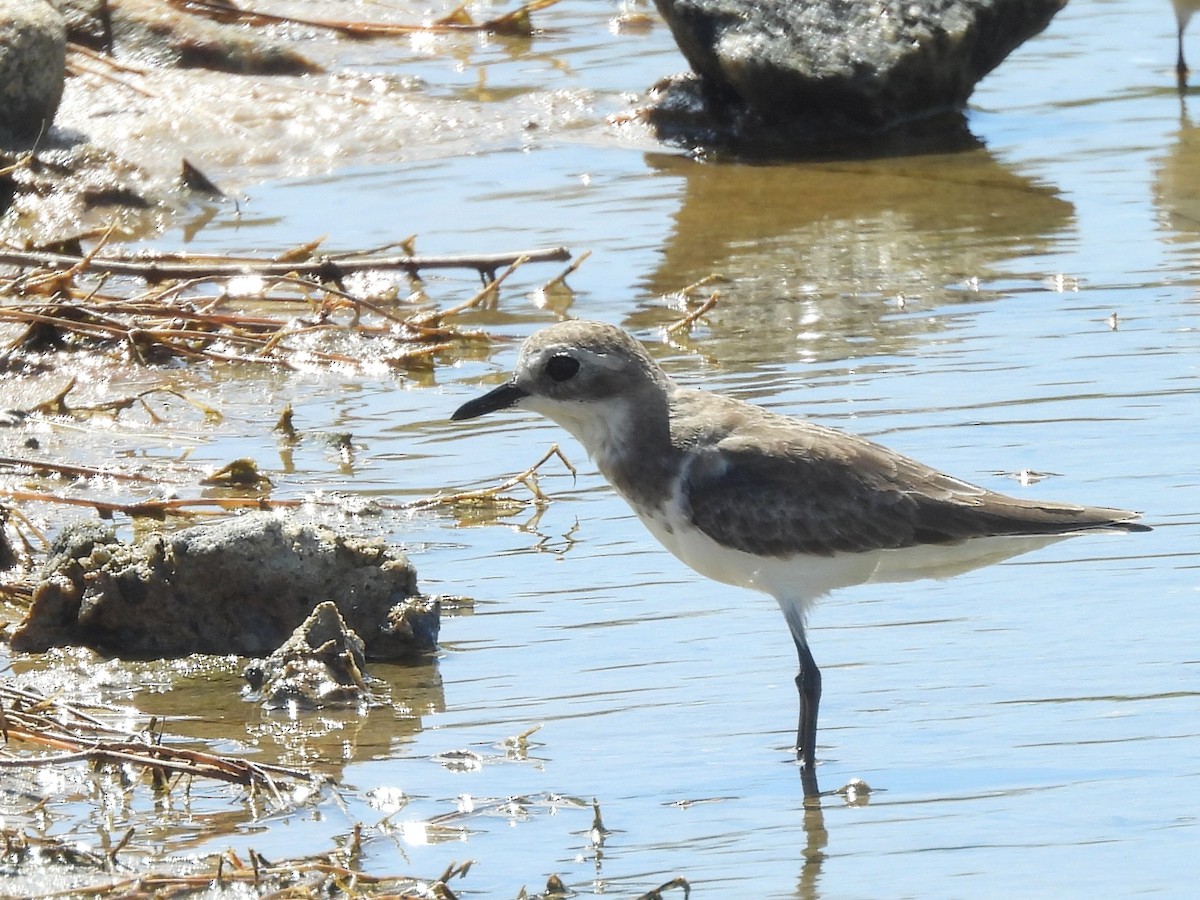 Tibet Cılıbıtı - ML646822957